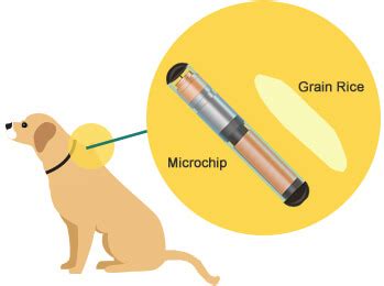 where do they put rfid chips in dogs|pet microchips.